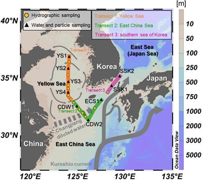 Sources and Behavior of Particulate Organic Carbon in the Yellow Sea and the East China Sea Based on 13C, 14C, and 234Th